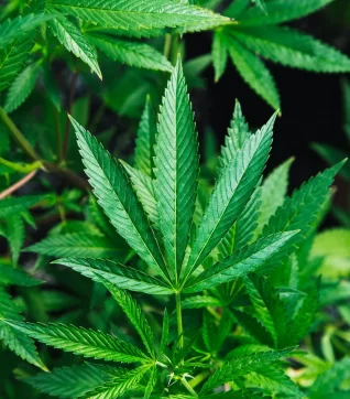 Marijuana & Child Custody