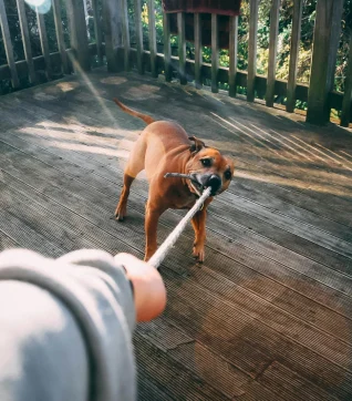 Oklahoma Dog Bite Laws 2025 – All You Need to Know