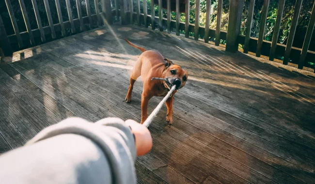 Oklahoma Dog Bite Laws 2025 – All You Need to Know