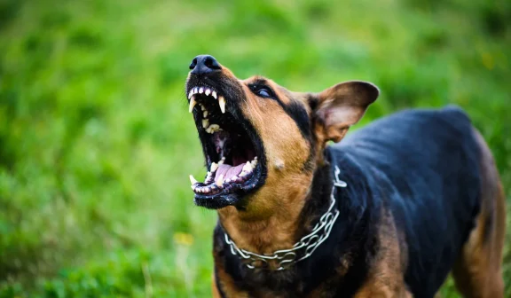 St. Louis Dog Bite Lawyer