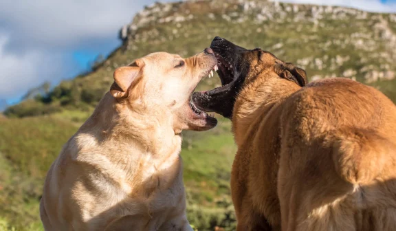 Branson Dog Bite Lawyer