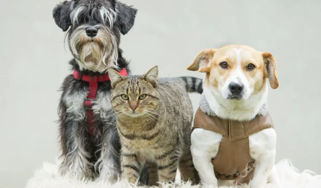Who Gets the Family Pet During a Divorce in Oklahoma?